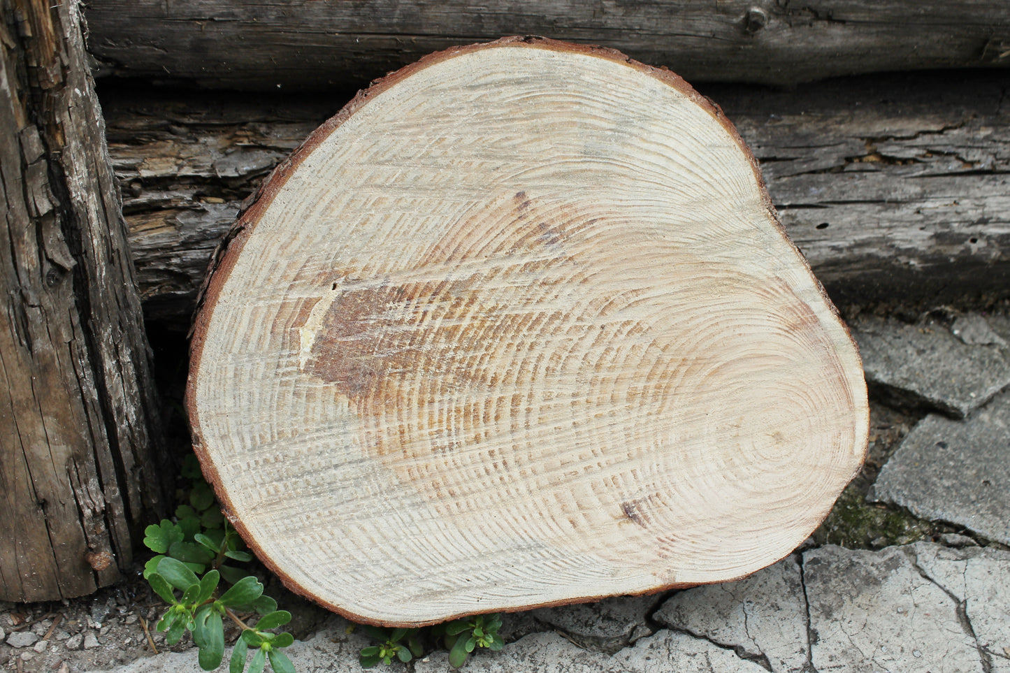 Unfinished big wooden pine slice 10.6 inches (270 mm) - natural eco friendly