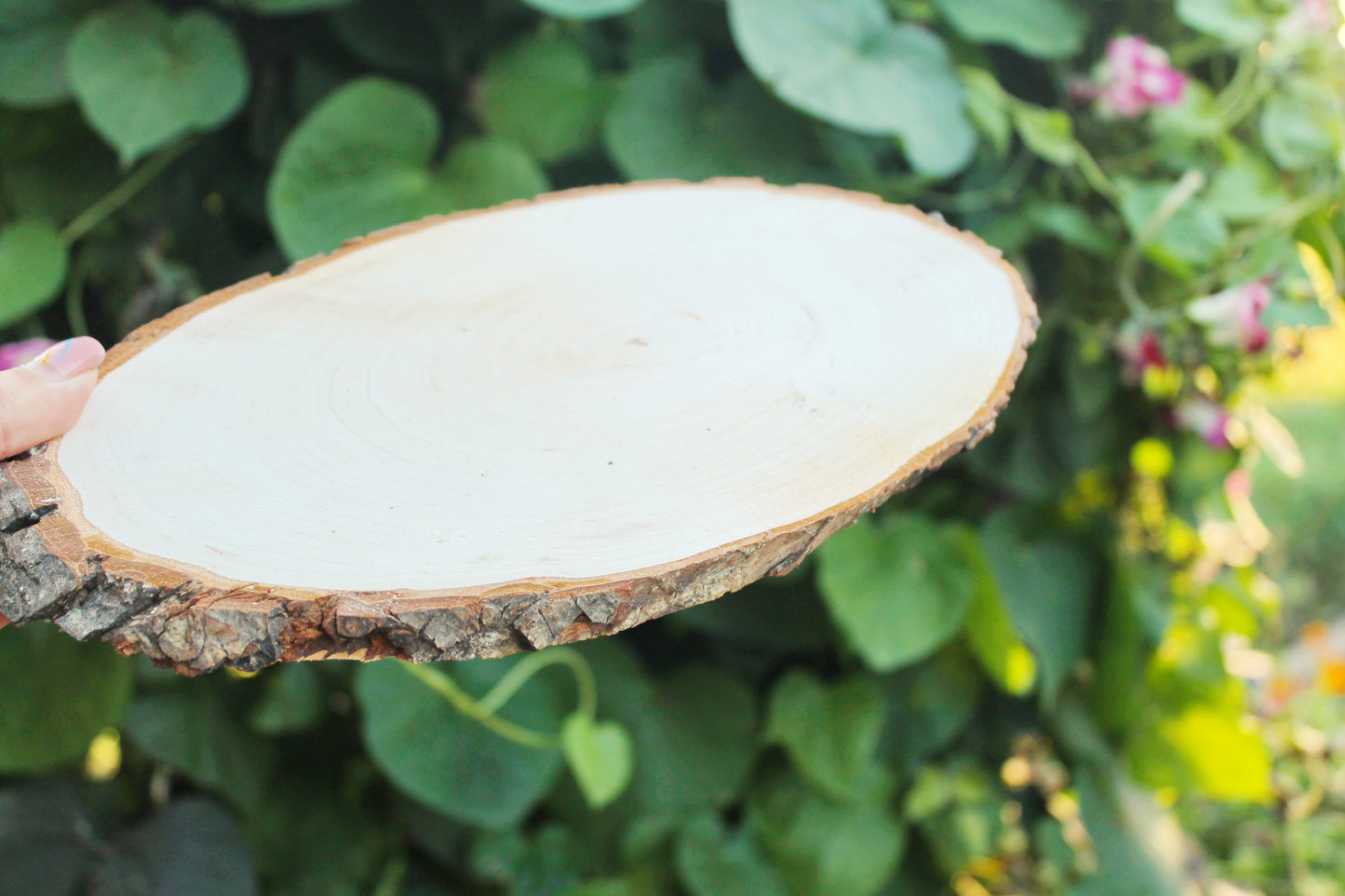 Unfinished big wooden slice 11 inches (260-280 mm) with tree bark - natural eco friendly