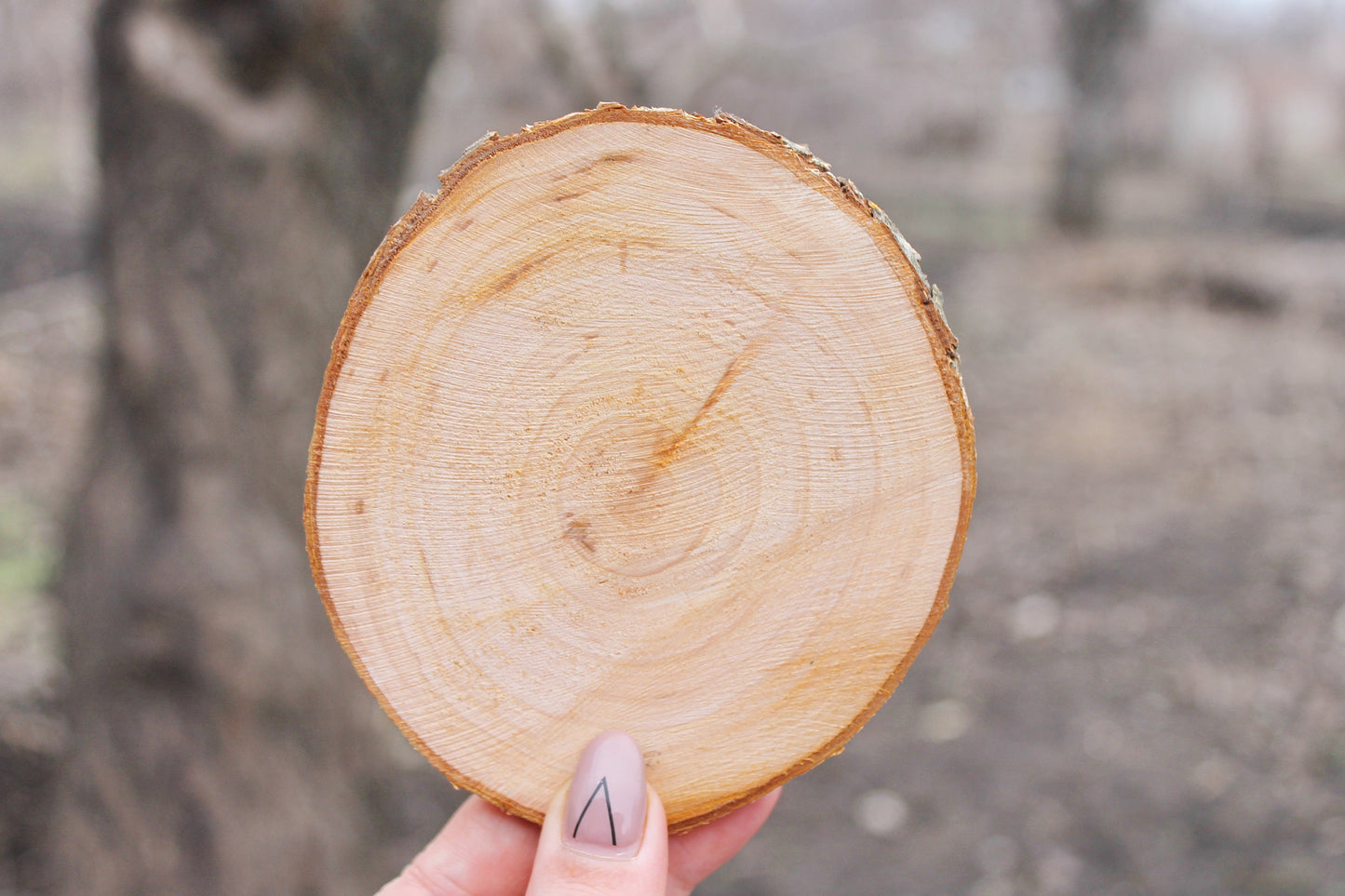 Set of 2 Unfinished wooden slices with tree bark made of alder wood 90-110 mm diameter (3,5 - 4,3 inches) - natural eco friendly