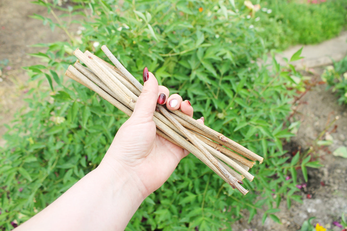 10 Dry Viburnum Sticks – Natural Wood Twigs for Crafting, 25 cm - wooden craft supplies