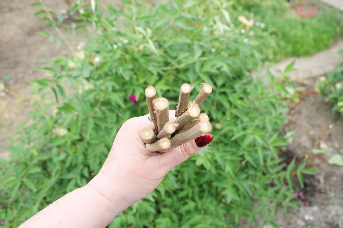 10 Dry Viburnum Sticks – Natural Wood Twigs for Crafting, 25 cm - wooden craft supplies