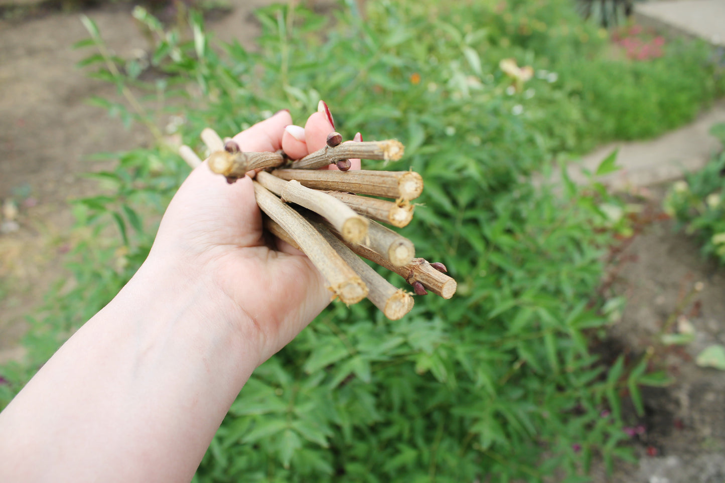 10 Dry Viburnum Sticks – Natural Wood Twigs for Crafting, 25 cm - wooden craft supplies