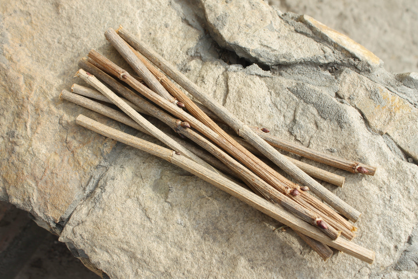 10 Dry Viburnum Sticks – Natural Wood Twigs for Crafting, 25 cm - wooden craft supplies