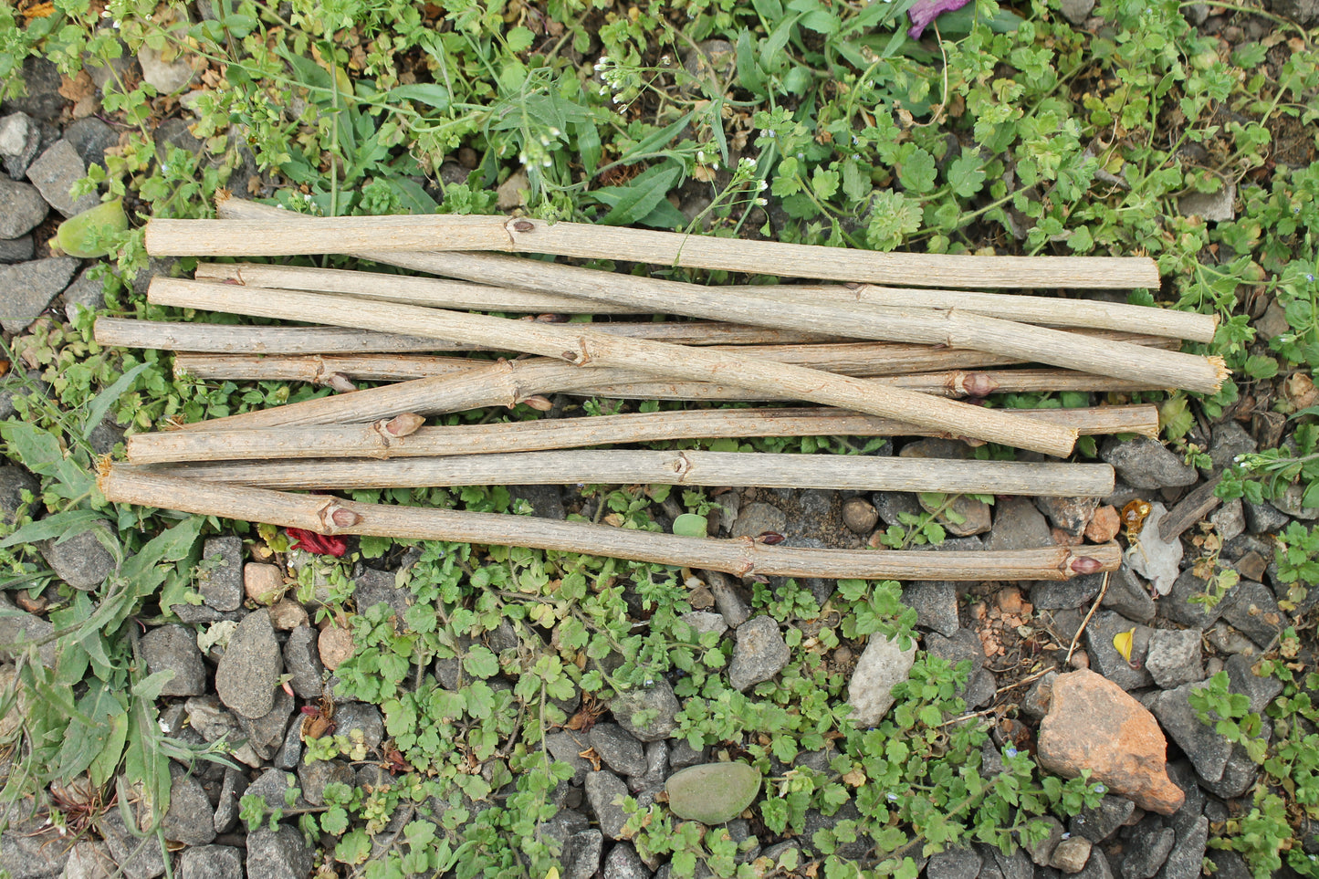 10 Dry Viburnum Sticks – Natural Wood Twigs for Crafting, 25 cm - wooden craft supplies