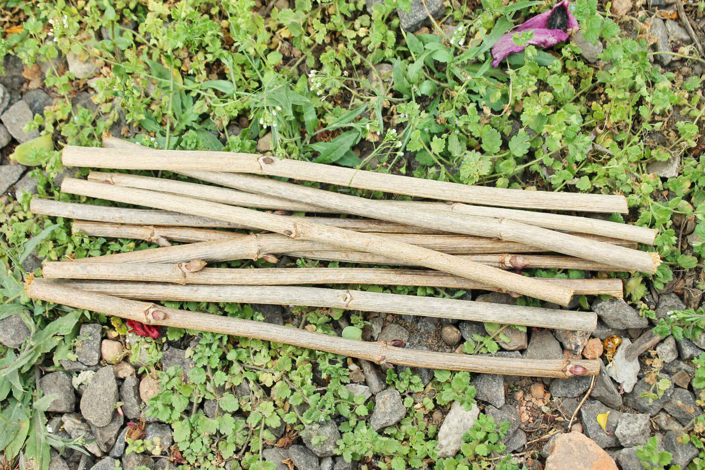 10 Dry Viburnum Sticks – Natural Wood Twigs for Crafting, 25 cm - wooden craft supplies