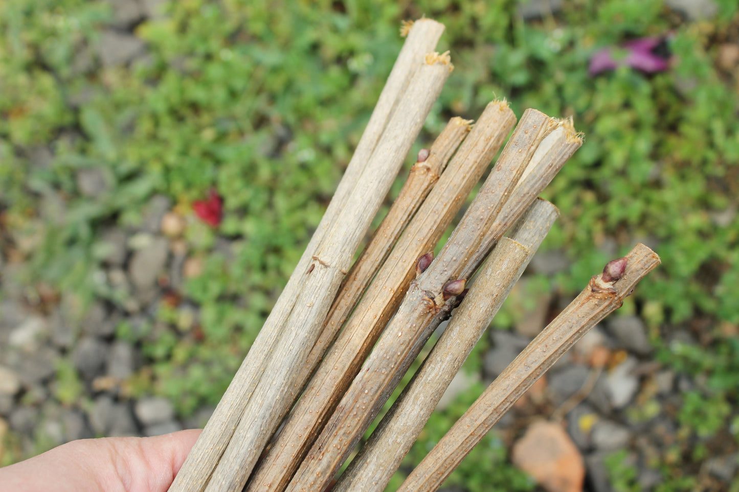 10 Dry Viburnum Sticks – Natural Wood Twigs for Crafting, 25 cm - wooden craft supplies
