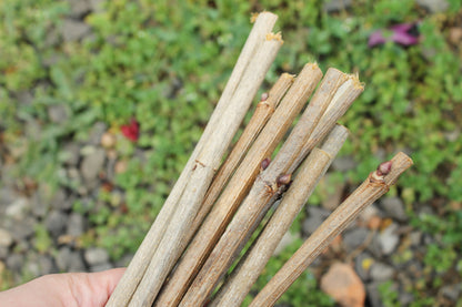 10 Dry Viburnum Sticks – Natural Wood Twigs for Crafting, 25 cm - wooden craft supplies