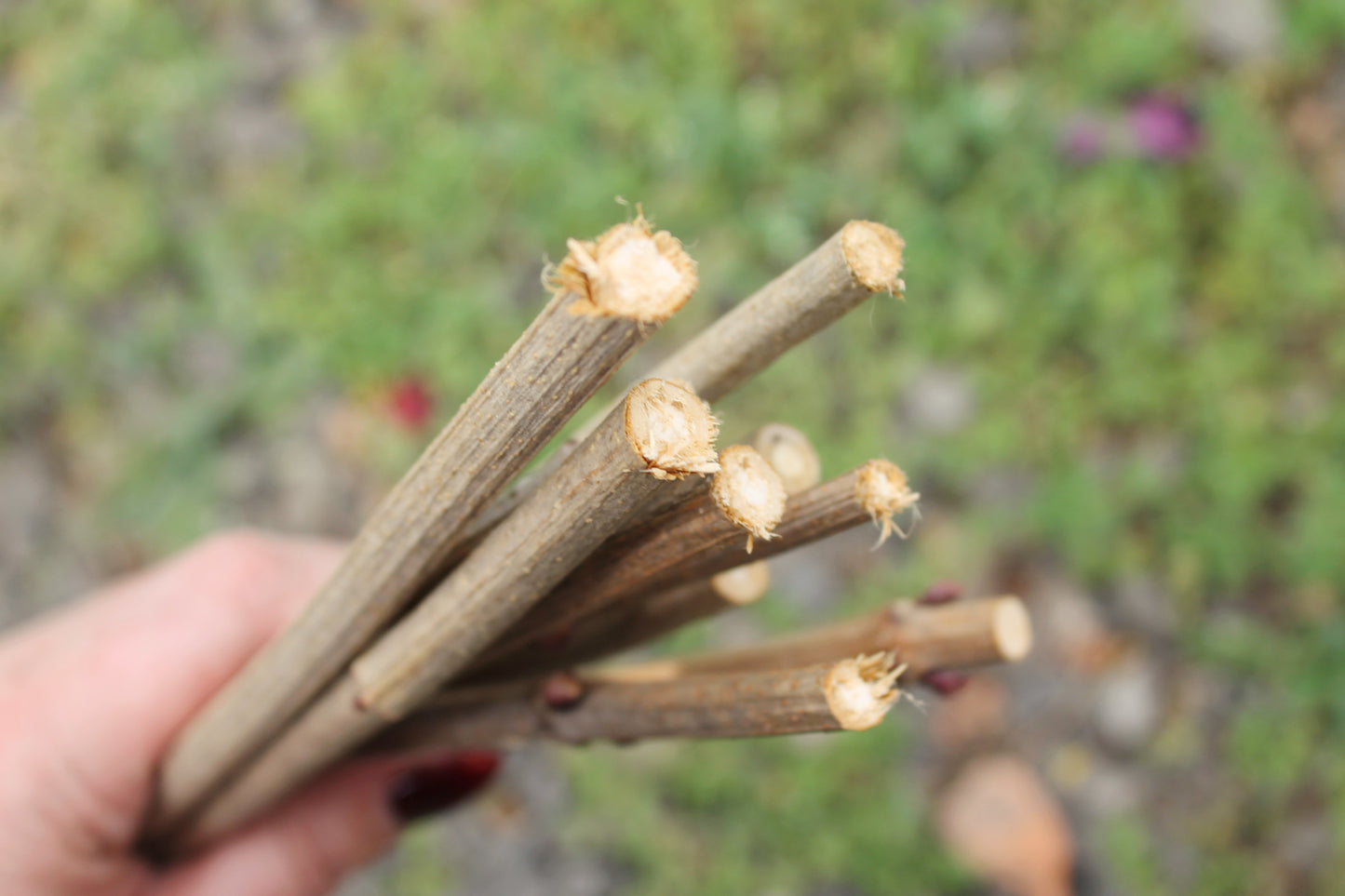 10 Dry Viburnum Sticks – Natural Wood Twigs for Crafting, 25 cm - wooden craft supplies
