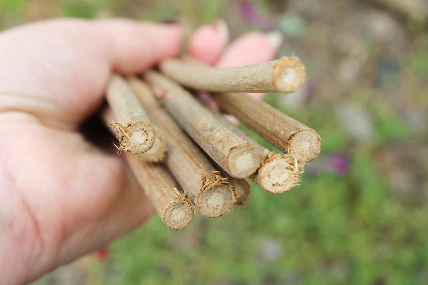 10 Dry Viburnum Sticks – Natural Wood Twigs for Crafting, 25 cm - wooden craft supplies