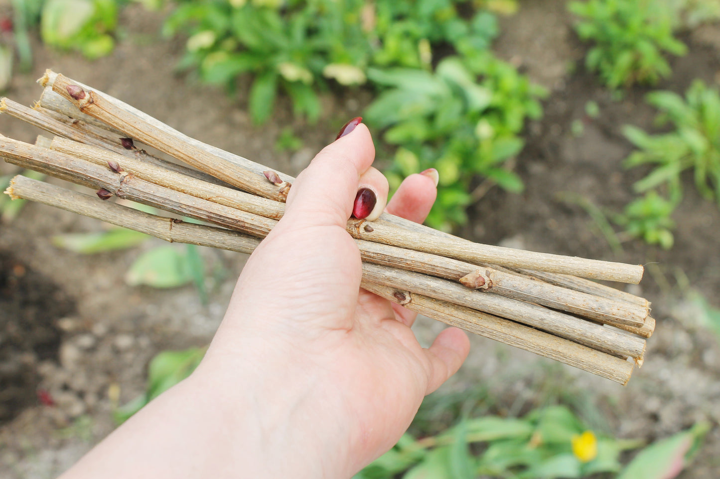 10 Dry Viburnum Sticks – Natural Wood Twigs for Crafting, 25 cm - wooden craft supplies