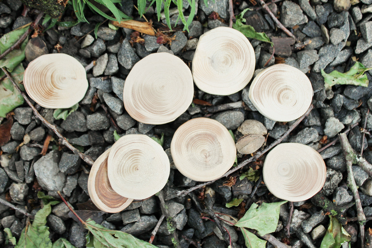 Set of 5 Unfinished wooden slices 40-50 mm - 1.6 - 2 inches wooden slice - natural eco friendly