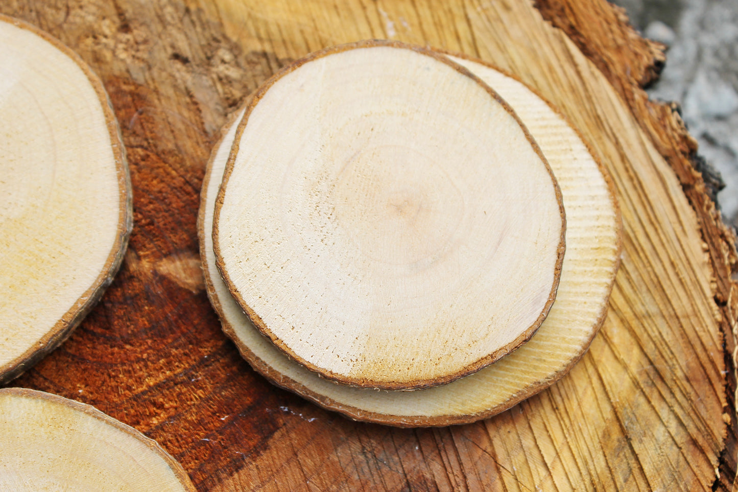 Set of 2 Unfinished wooden slices with tree bark made of alder wood 65-75 mm diameter (2.6 - 3 inches) - natural eco friendly