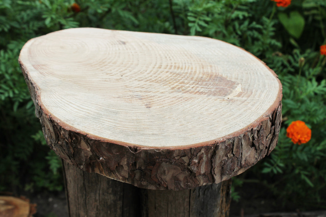 Unfinished big wooden pine slice 10.6 inches (270 mm) - natural eco friendly