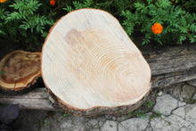 Load image into Gallery viewer, Unfinished big wooden pine slice 10.6 inches (270 mm) - natural eco friendly

