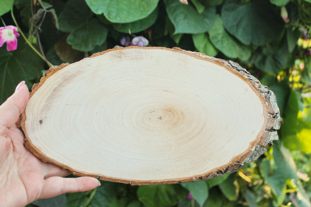 Unfinished big wooden slice 11 inches (260-280 mm) with tree bark - natural eco friendly