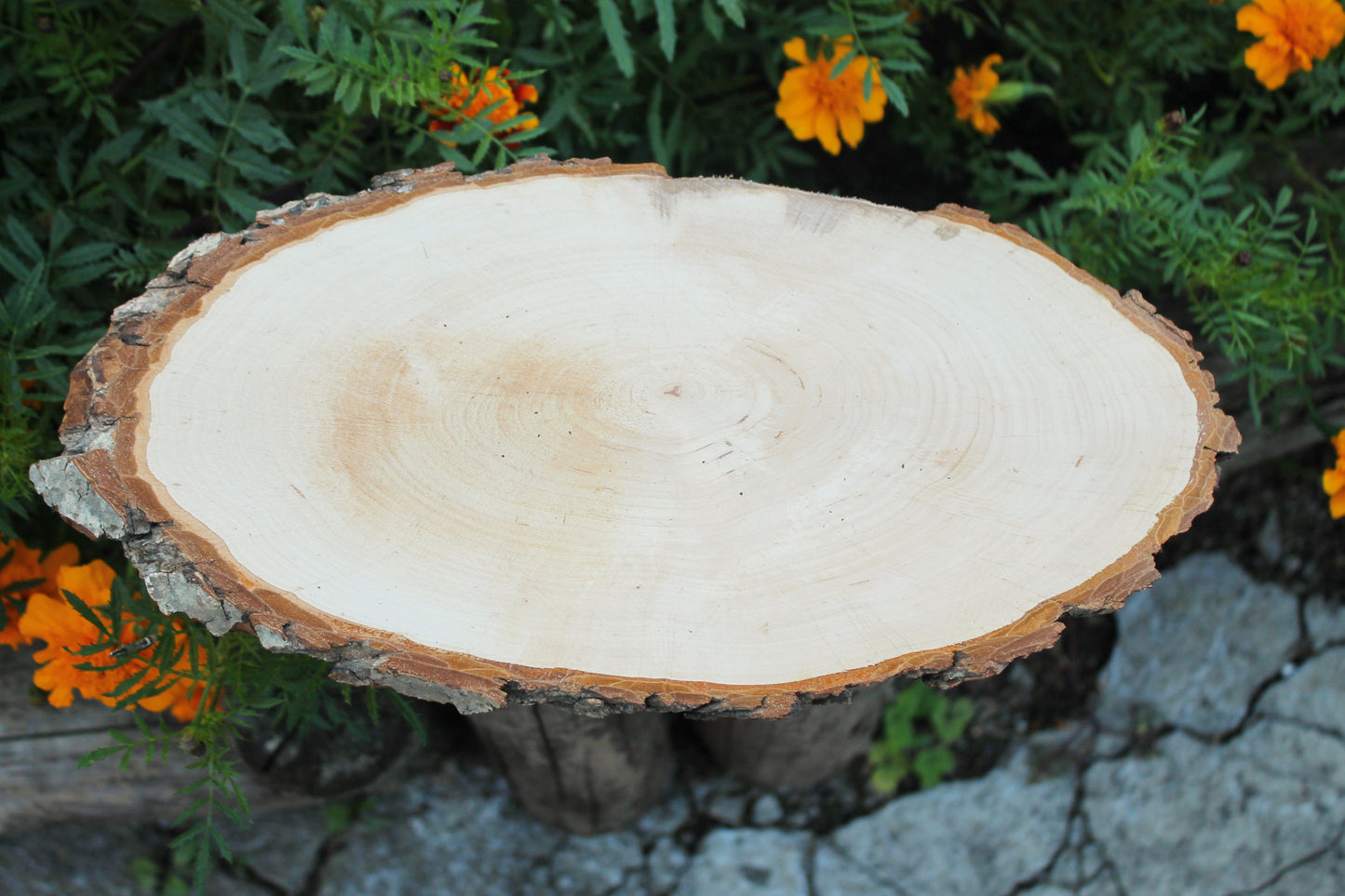 Unfinished big wooden slice 13 inches (330 mm) with tree bark - natural eco friendly