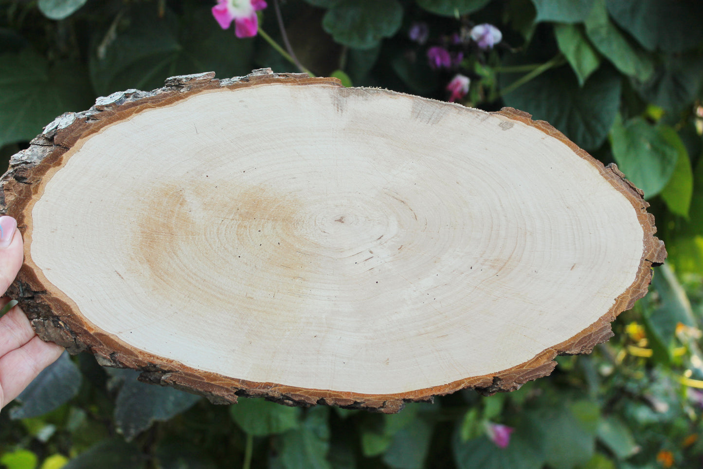 Unfinished big wooden slice 13 inches (330 mm) with tree bark - natural eco friendly