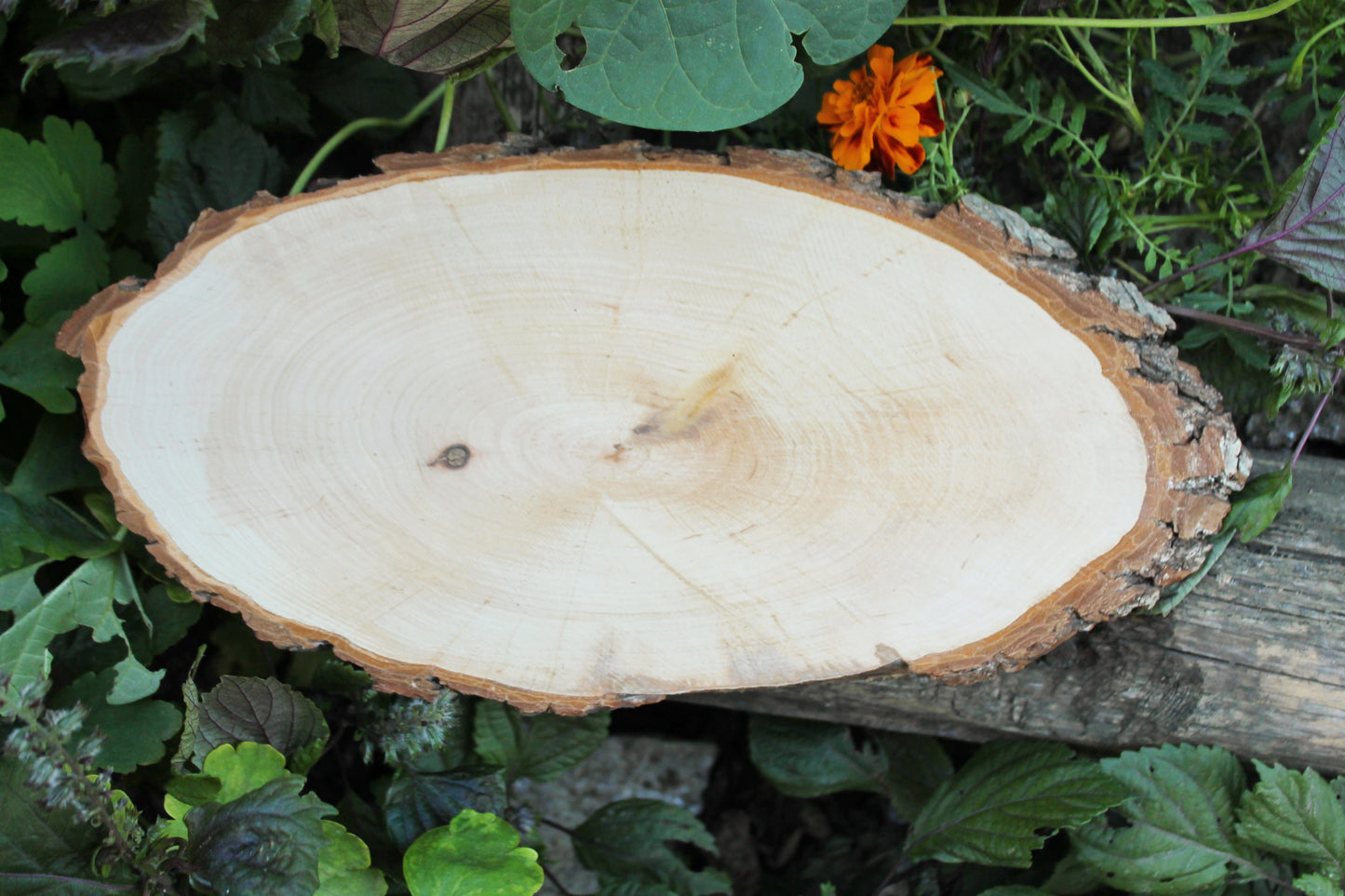 Unfinished big wooden slice 13 inches (330 mm) with tree bark - natural eco friendly