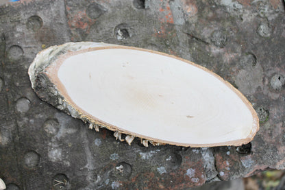 Unfinished big wooden slice 260 mm (10.2 inches) with tree bark  - natural eco friendly